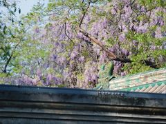 -北京国子监胡同