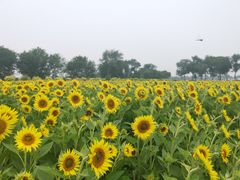 -西青郊野公园