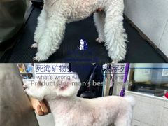 -汪小喵宠物·戴维斯乐芳希施宠馨宝皮毛调理洗护店