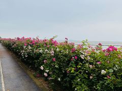 -贡湖湾湿地公园