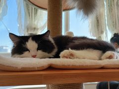 -共舞时光猫咖·狗咖(新街口店)