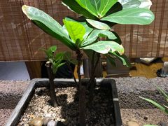 -小城粥道·海胆鲜虾粥(解放广场店)