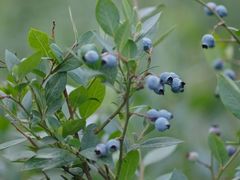 -金谷域澳洲庄园