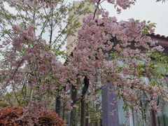 -高东镇樱花园