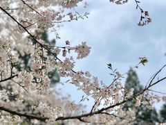 -武汉大学-樱园
