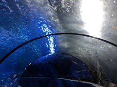 -太平洋海底世界