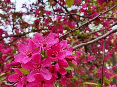 -海棠花溪(元大都城垣遗址公园)