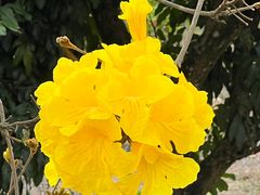 -天适樱花悠乐园