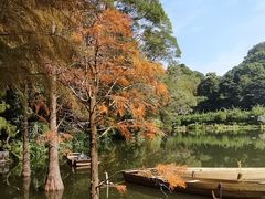 -深圳仙湖植物园
