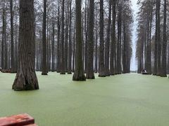 -渌洋湖湿地公园