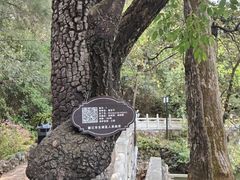 -黑龙潭公园