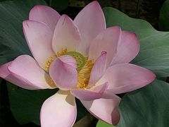 -莲花池公园