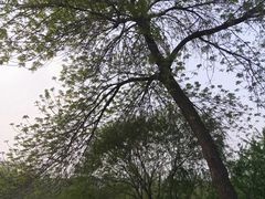 -香妃烤鸡(新奥店)