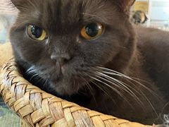 -平行世界·猫咖(首经贸店)