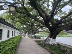 -江心屿景区