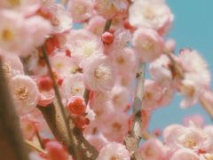 -香雪海