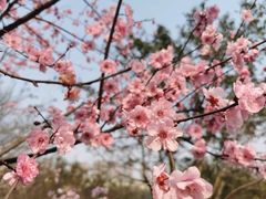 -重庆彩云湖湿地公园