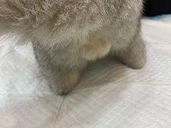 -pd派德宠物中心医院24H急重症·眼科中心·血液透析中心(嵩山北路店)