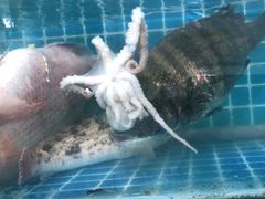 -宾朋海鲜特色美食餐厅·纯手工鲅鱼水饺(兴海路店)