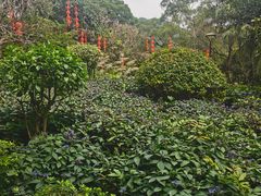 -深圳仙湖植物园