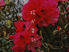 -贵州百里杜鹃风景名胜区