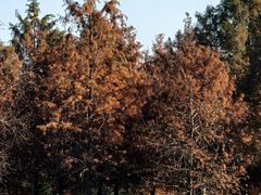 -黄海国家森林公园