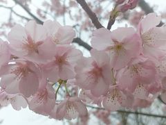 -顾村公园