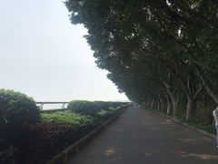 -大湾区中央湿地公园