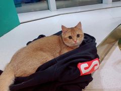 -飞行喵MR PILOT|猫舍·猫咖(静安大融城店)
