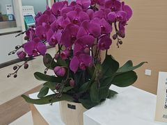 -上海仁爱医院