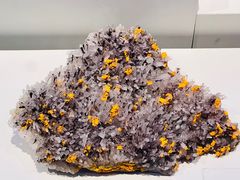 -重庆自然博物馆(新馆)