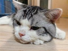 -东方名猫馆·英短金渐层布偶猫舍(环线广场1号楼店)