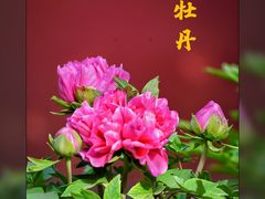 -北京市劳动人民文化宫