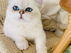 -喵屿·大理花园猫咖