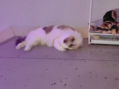 -白兔子密室(长寿路店)