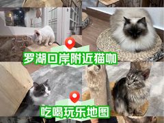 -楼上猫咖(罗湖店)