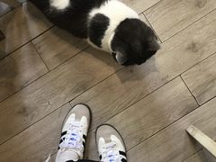 -海边的猫和咖啡馆