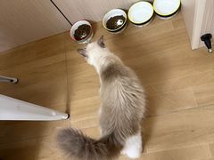 -唐小姐の私宠·宠物洗护美容·撸猫馆·购宠(周浦万达旗舰店)