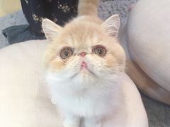 -momokira米努特·德文卷毛猫·棉花面纱犬