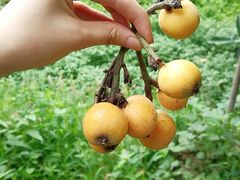 -塘栖枇杷特色园区