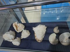 -上海海洋大学鱼文化博物馆(军工路校区)