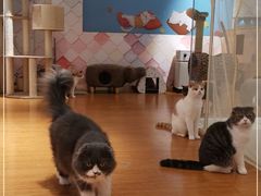 -猫冇咖·家门口的撸猫馆(大融城店)
