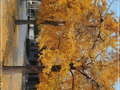 -北京鲁迅博物馆(北京新文化运动纪念馆鲁博馆区)