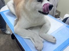 -美联众合动物医院·24h转诊中心