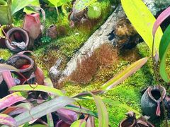 -国家植物园南园