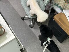 -心仪动物医院·牙专科·肿瘤·心脏科(西客站院)