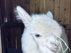 -翠云山银河滑雪场