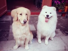 -百好乐宠物友好餐厅(朝外大街店)