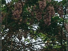 -北京大学燕东园