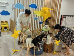 -柴迷FANS CLUB·柴犬狗咖·猫咖